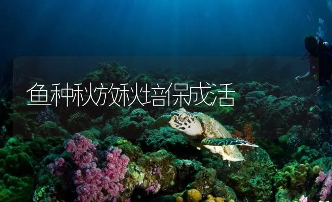 鱼种秋放秋培保成活 | 海水养殖技术