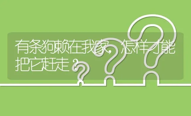 有条狗赖在我家，怎样才能把它赶走？ | 动物养殖问答