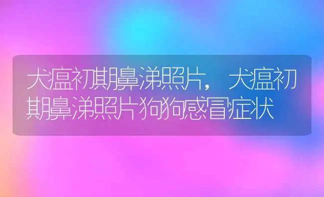 犬瘟初期鼻涕照片,犬瘟初期鼻涕照片狗狗感冒症状 | 宠物百科知识