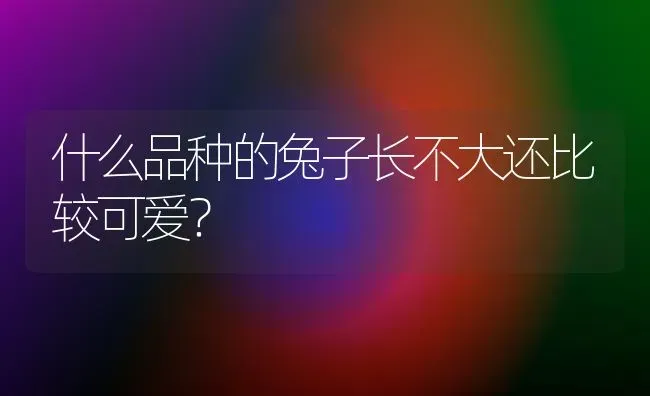 什么品种的兔子长不大还比较可爱？ | 动物养殖问答