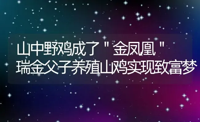 山中野鸡成了＂金凤凰＂ 瑞金父子养殖山鸡实现致富梦 | 动物养殖教程