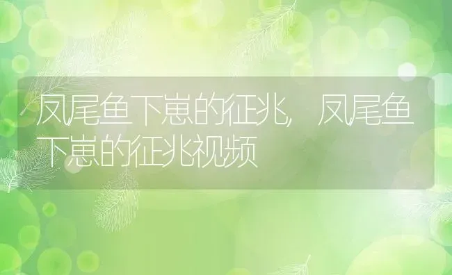 凤尾鱼下崽的征兆,凤尾鱼下崽的征兆视频 | 宠物百科知识