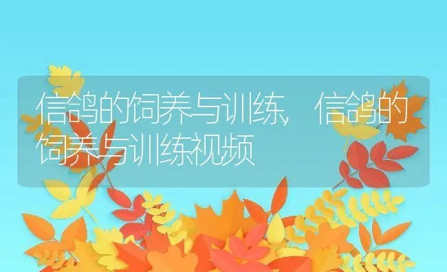 信鸽的饲养与训练,信鸽的饲养与训练视频 | 宠物百科知识