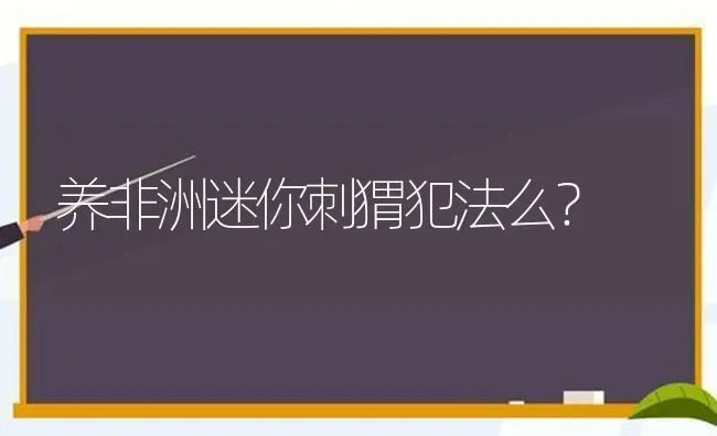 养非洲迷你刺猬犯法么？ | 动物养殖问答