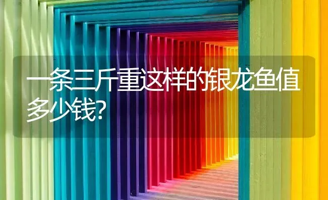 一条三斤重这样的银龙鱼值多少钱？ | 鱼类宠物饲养