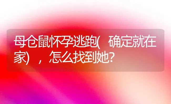 母仓鼠怀孕逃跑(确定就在家)，怎么找到她？ | 动物养殖问答