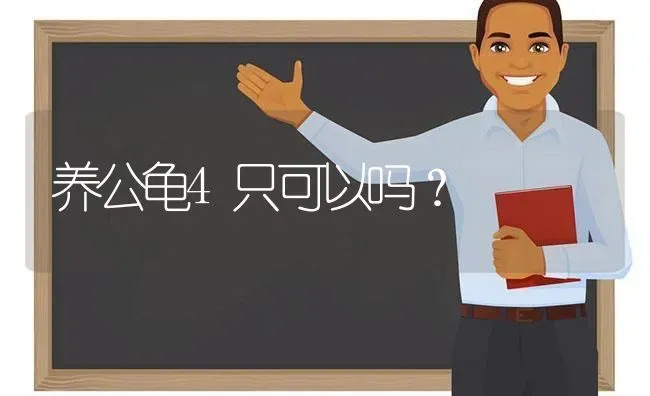 养公龟4只可以吗？ | 动物养殖问答