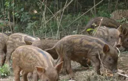 如何利用大豆养野猪