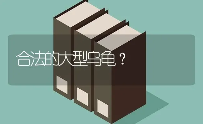 合法的大型乌龟？ | 动物养殖问答