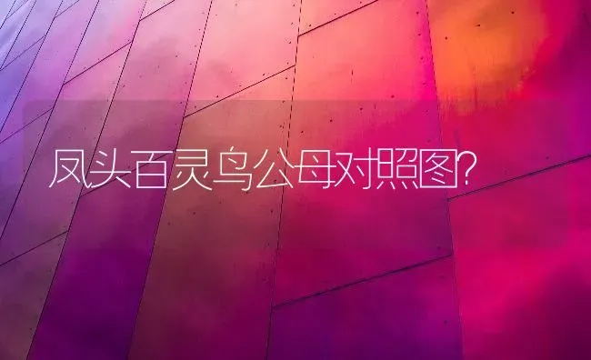 凤头百灵鸟公母对照图？ | 动物养殖问答