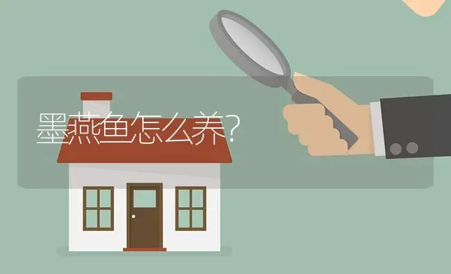 墨燕鱼怎么养？ | 鱼类宠物饲养