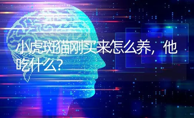 小虎斑猫刚买来怎么养，他吃什么？ | 动物养殖问答