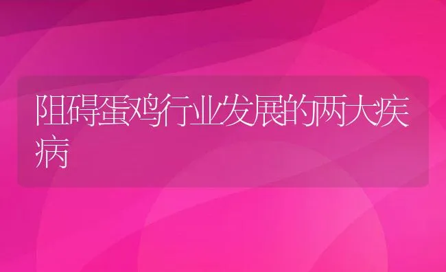 阻碍蛋鸡行业发展的两大疾病 | 动物养殖学堂