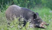 野猪肉做零食解决销路利更多