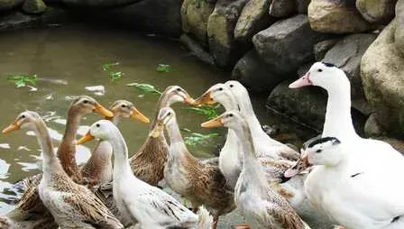 浅析种鸭不同产蛋期的饲料喂量