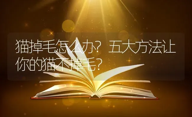 猫掉毛怎么办?五大方法让你的猫不掉毛？ | 动物养殖问答