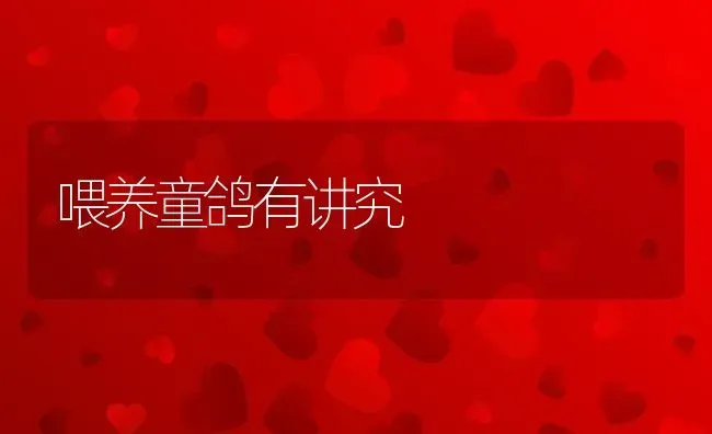 喂养童鸽有讲究 | 动物养殖教程