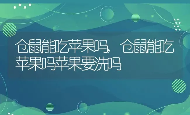 仓鼠能吃苹果吗,仓鼠能吃苹果吗苹果要洗吗 | 宠物百科知识