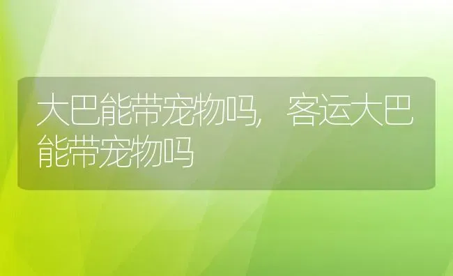 大巴能带宠物吗,客运大巴能带宠物吗 | 宠物百科知识