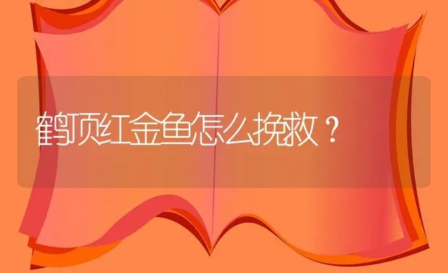 鹤顶红金鱼怎么挽救？ | 鱼类宠物饲养