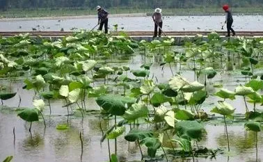 套养泥鳅池的改建