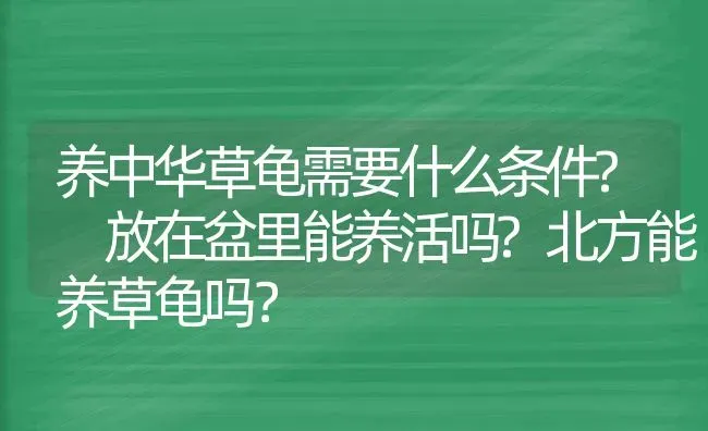 养中华草龟需要什么条件? 放在盆里能养活吗?北方能养草龟吗？ | 动物养殖问答