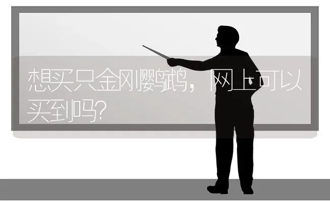 想买只金刚鹦鹉，网上可以买到吗？ | 动物养殖问答