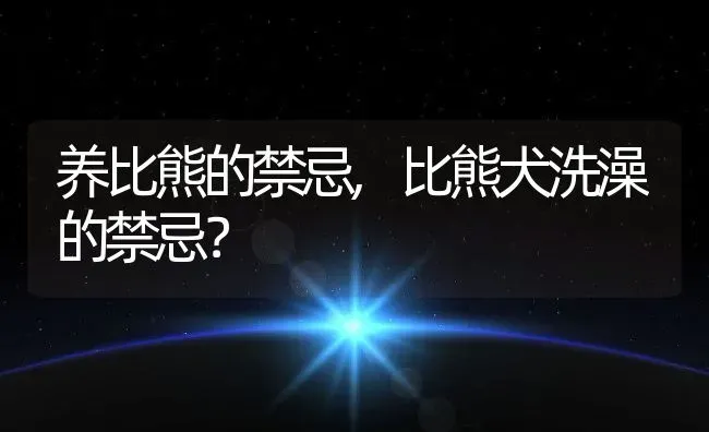 养比熊的禁忌,比熊犬洗澡的禁忌？ | 宠物百科知识