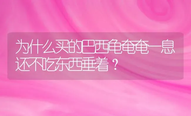 为什么买的巴西龟奄奄一息还不吃东西垂着？ | 动物养殖问答