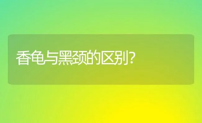 香龟与黑颈的区别？ | 动物养殖问答