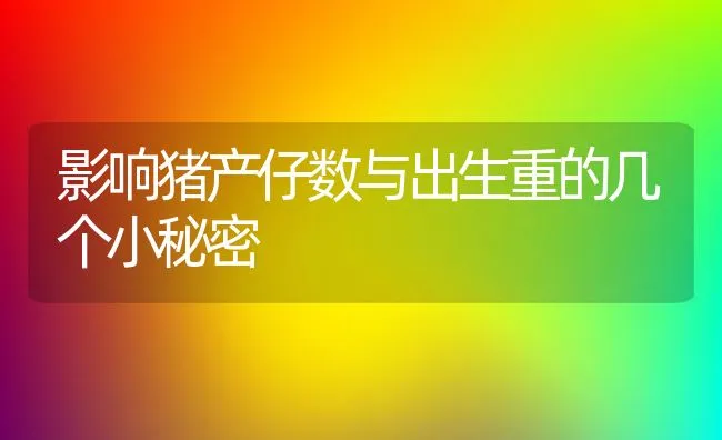 影响猪产仔数与出生重的几个小秘密 | 动物养殖学堂