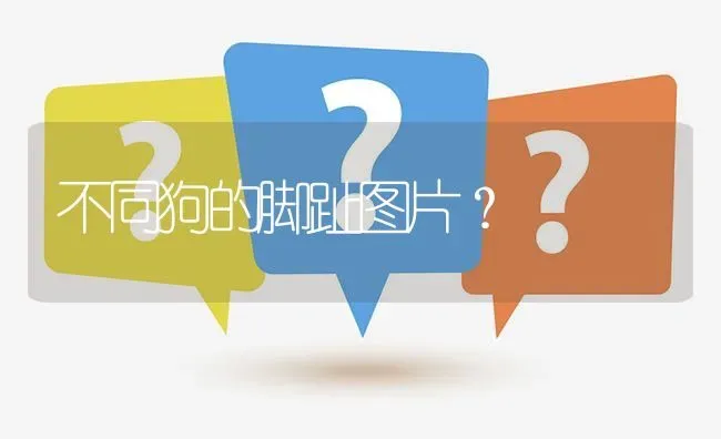 不同狗的脚趾图片？ | 动物养殖问答