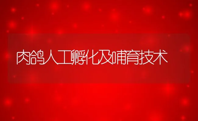 肉鸽人工孵化及哺育技术 | 水产养殖知识