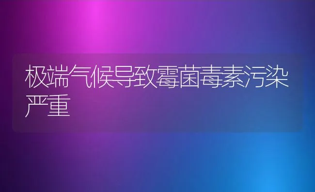 极端气候导致霉菌毒素污染严重 | 动物养殖学堂