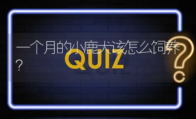 一个月的小鹿犬该怎么饲养？ | 动物养殖问答