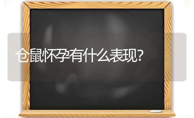 仓鼠怀孕有什么表现？ | 动物养殖问答