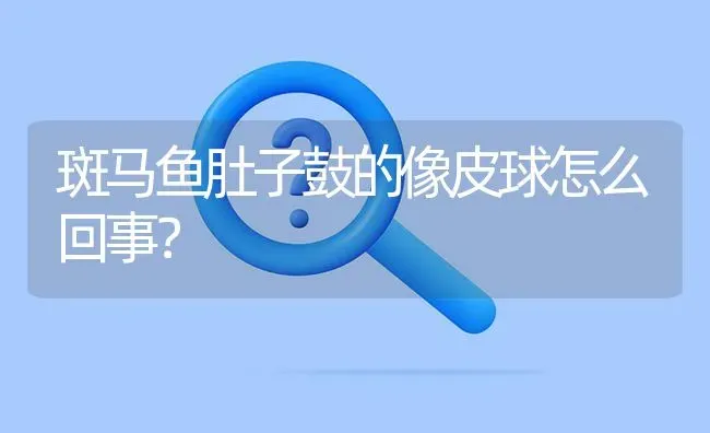 渣渣虎是什么鱼？ | 鱼类宠物饲养