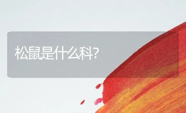 松鼠是什么科？ | 动物养殖问答