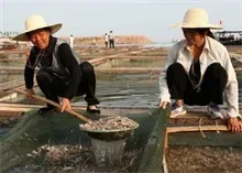 夏季青虾池塘管理要点