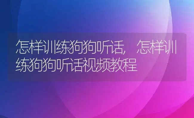 怎样训练狗狗听话,怎样训练狗狗听话视频教程 | 宠物百科知识