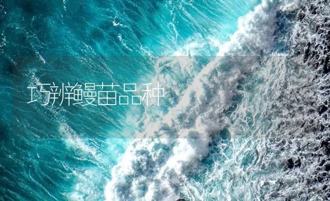 巧辨鳗苗品种 | 海水养殖技术