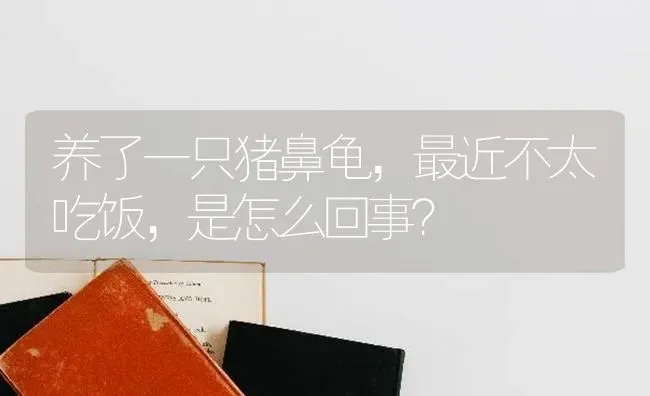 养了一只猪鼻龟，最近不太吃饭，是怎么回事？ | 动物养殖问答