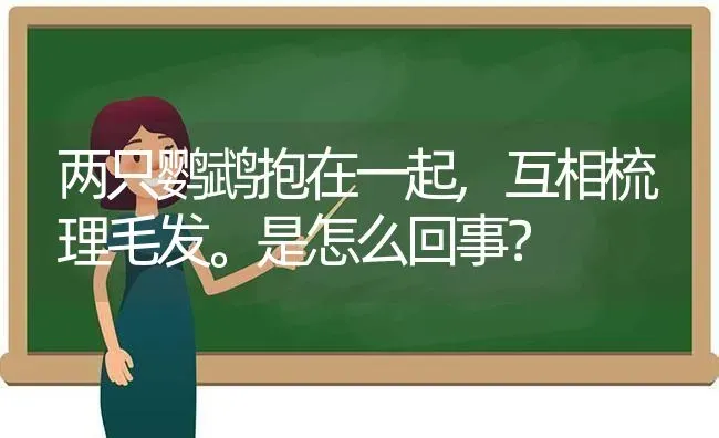 两只鹦鹉抱在一起,互相梳理毛发。是怎么回事？ | 动物养殖问答