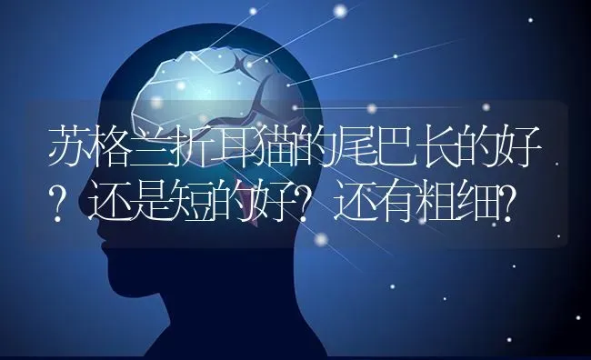 苏格兰折耳猫的尾巴长的好？还是短的好？还有粗细？ | 动物养殖问答