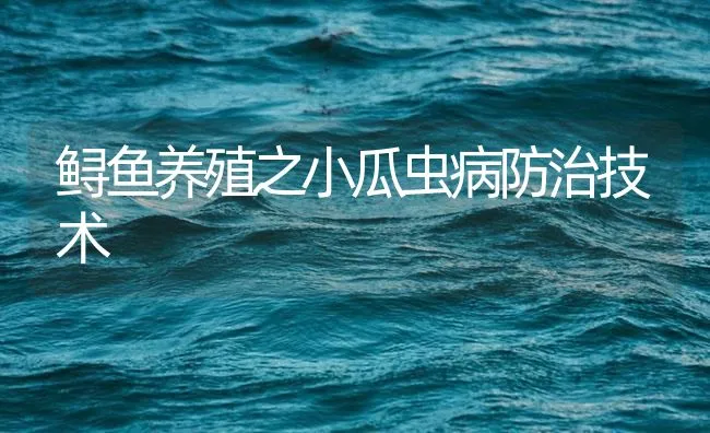 鲟鱼养殖之小瓜虫病防治技术 | 海水养殖技术