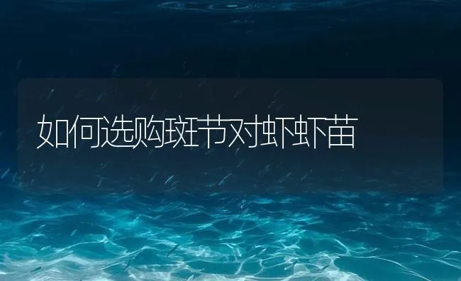 如何选购斑节对虾虾苗 | 海水养殖技术