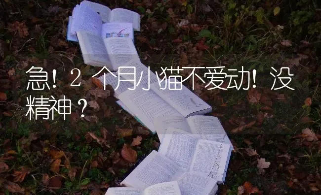 急！2个月小猫不爱动！没精神？ | 动物养殖问答