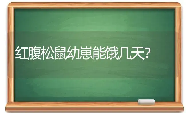 红腹松鼠幼崽能饿几天？ | 动物养殖问答