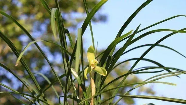 如何判断兰花是否要浇水？兰花要怎样正确浇水？