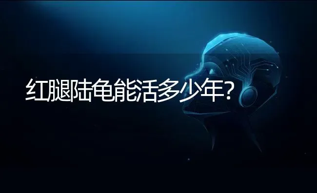 红腿陆龟能活多少年？ | 动物养殖问答